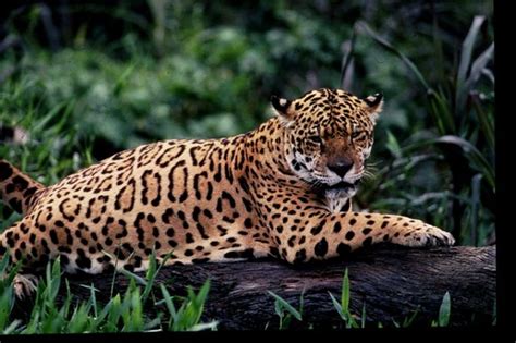 Jaguar By Fotonatura Guyana Animals