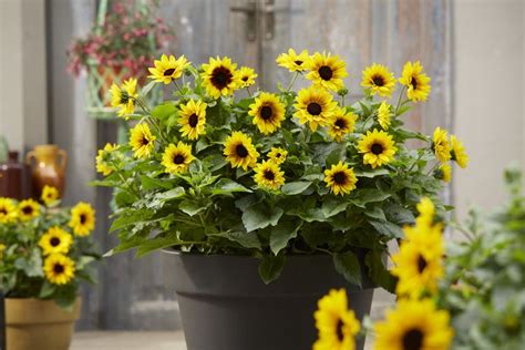 12 Easy Flowers To Grow In Pots In The Garden Or Inside Your Home