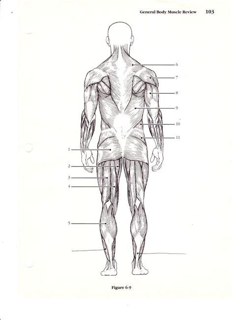 Blank Muscle Diagram To Label Lovely New Page Bs K Muscle Diagram Muscular System