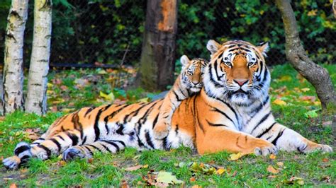 Endangered Female Sumatran Tiger And Her Two Cubs Found Dead In