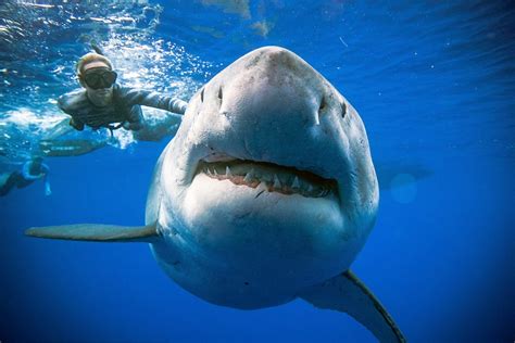 Mammoth Deep Blue Shark Photos Go Viral Boston Herald