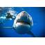Mammoth Deep Blue Shark Photos Go Viral – Boston Herald