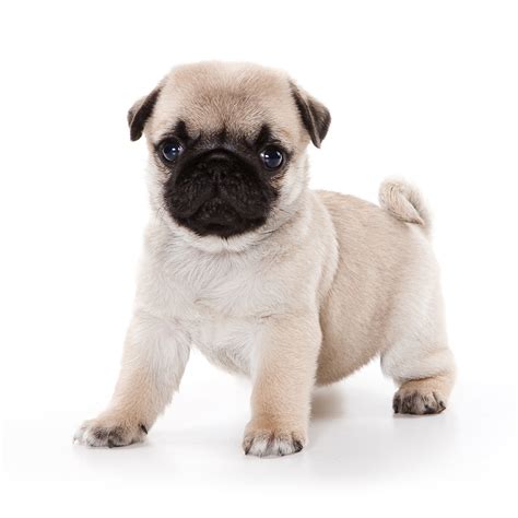 Advice from breed experts to make a safe choice. Pug » - Puppy Buddy