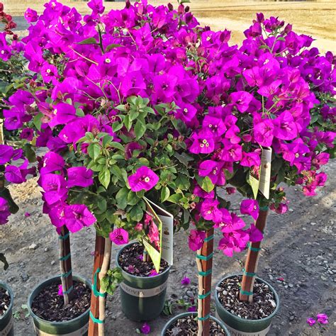 Purple Queen® Bougainvillea Bougainvillea Plants Easy Plants