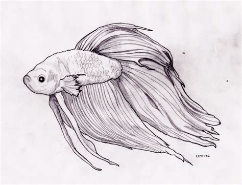 Fish Pencil Sketch ~ Pencil Fish Carp Drawing Sketch Drawings