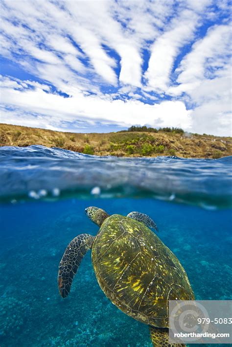 Adult Green Sea Turtle Chelonia Stock Photo