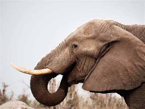 ️ Elefantes Historia Características Y Curiosidades