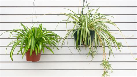 Our Favorite Hanging Houseplants Mulhalls