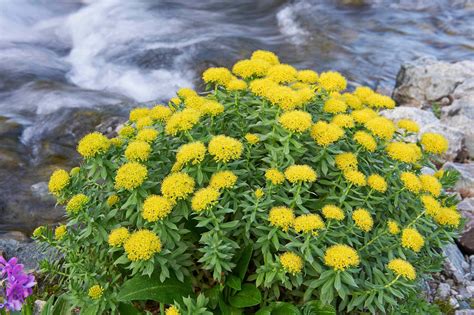 Rhodiola Is A Unique Science Based Adaptogen It Reduces Stress Boosts