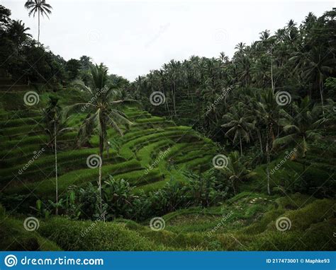Panorama View Of Green Tegallalang Rice Terraces Paddies Field Farm