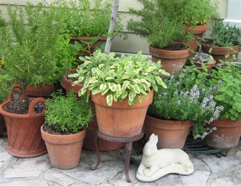 Kruiden uit eigen tuin