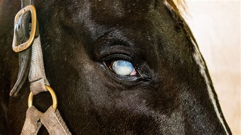 Ocular System In Horses Eye Injuries The Horses Advocate