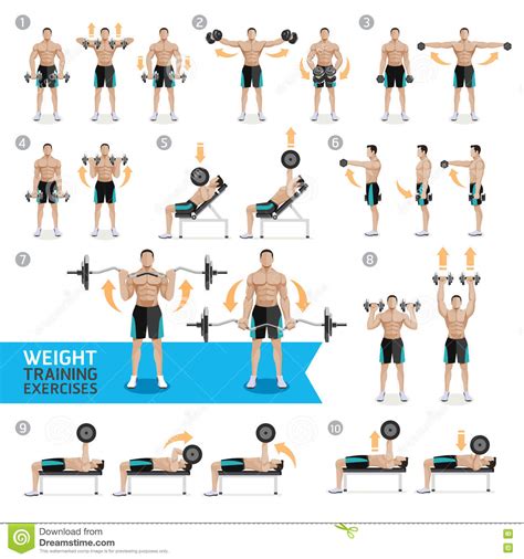 Our internal organs in english. Dumbbell Exercises And Workouts Weight Training. Stock ...