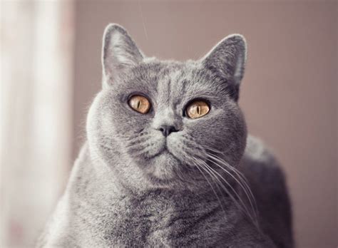 Top 5 Grey Cat Breeds Yummypets