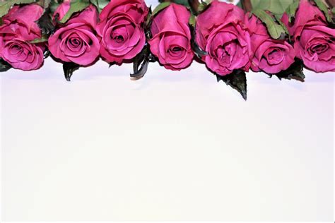 Pink Roses Border Free Stock Photo Public Domain Pictures