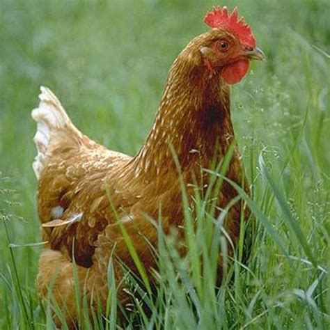 Voir plus d'idées sur le thème short psg, psg, survetement. Huhn - PSG Boutique