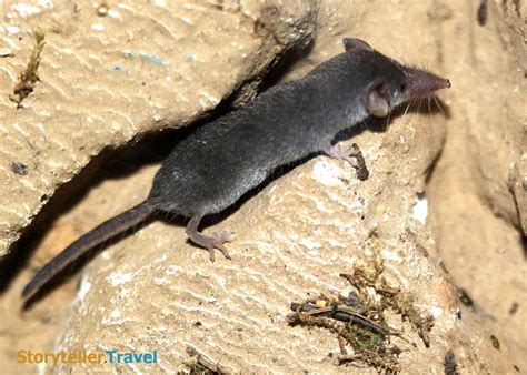 14 Etruscan Shrew Facts Worlds Smallest Mammal Non Flying