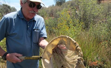 Californias Drought Pushes Tiny Fish Toward Extinction Kpbs Public Media