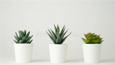 Minimal Plant Pot For Decoration And Mock Up Decorative Cactus Potted