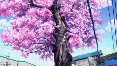 Sakura Tree S Find And Share On Giphy