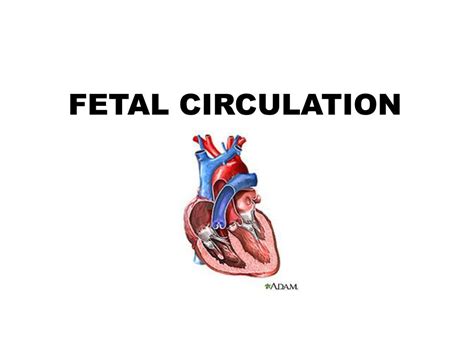 Ppt Fetal Circulation Powerpoint Presentation Free Download Id1939987