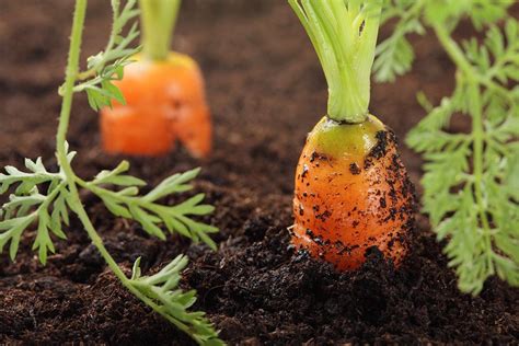 9 Tips For Having A Bountiful Carrot Harvestthe Guide To Gay Gardening