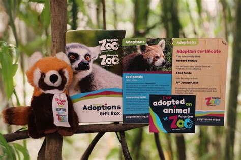 Adopt A Red Panda Adoption T Packs Uk Paignton Zoo