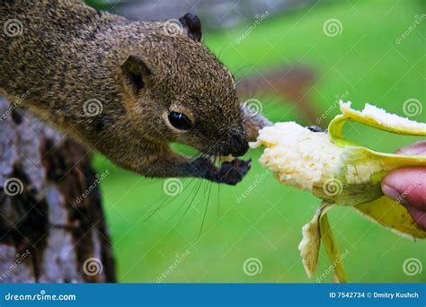 Squirrel Eats A Banana Stock Photo Image Of Furry Brown 7542734