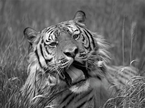 Siberian Tiger Yawning Photograph By Tim Fitzharris Fine Art America