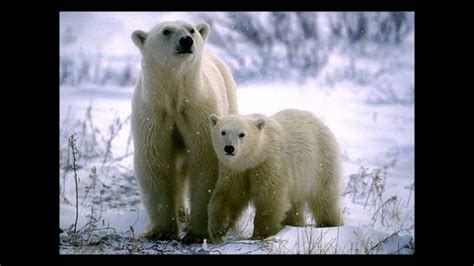 *actualmente se conocen aproximadamente 11.167 especies en peligro de extinción, de las cuales 124 están englobadas en las categorías de estado critico'' *los principales y mas conocidos animales en peligro son : animales en peligro de extincion. "Selajarg" - YouTube