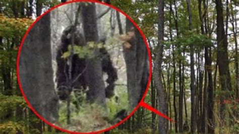 5 Most Believable Bigfoot Sightings Footage Horror Galore