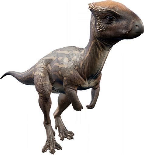 Homalocephale Jurassic World Evolution Wiki Fandom Jurassic World