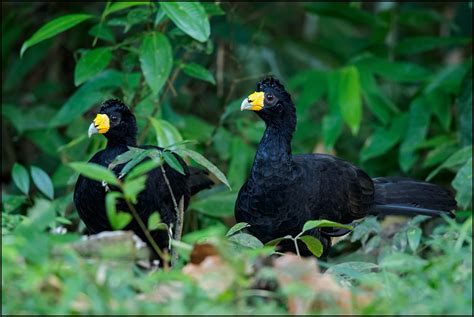 Birds From Guyana Favourites