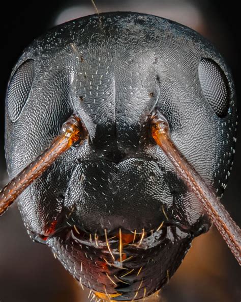 Photographer Joshua Coogler Captures Closeup Photos Of Ants That Will