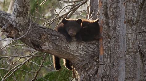 Black Bear Cubs Climbing Down Tree Wild Alaska Bbc Earth