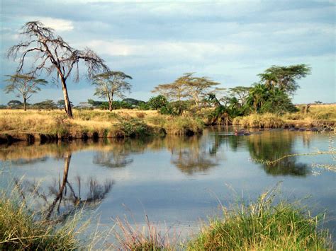 Watering Hole In Serengeti National Park Tanzania Scenic Views