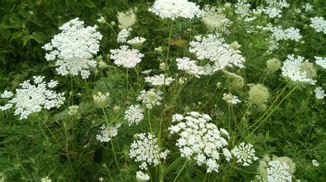 Queen Anne Lace Is A Beautiful Wildflower Herb Use Caution