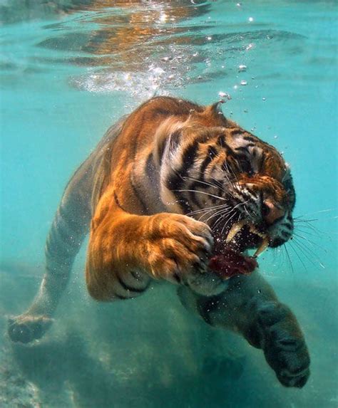 Tigers Swimming Underwater Egotv Animals Beautiful Cute Animals