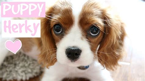 Your puppy's socialization continues through the night — even though you're both asleep. FIRST DAY WITH NEW PUPPY HERKY | Cavalier King Charles ...