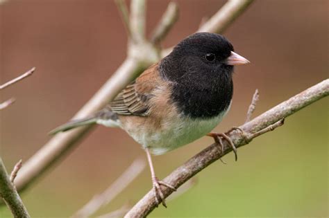 Dark Eyed Juncos Backyard Gems Come In A Dazzling Array Of Colors