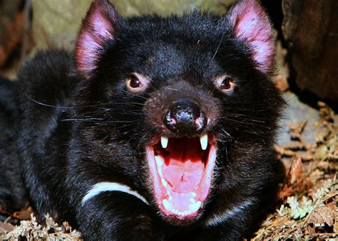 Tasmanian Devil Cancers Targeted By Human Drugs Bbc News