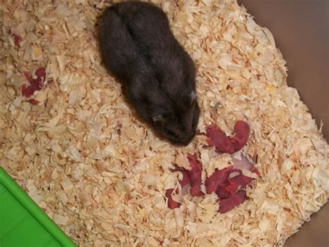 Campbells Dwarf Hamsters With Babies