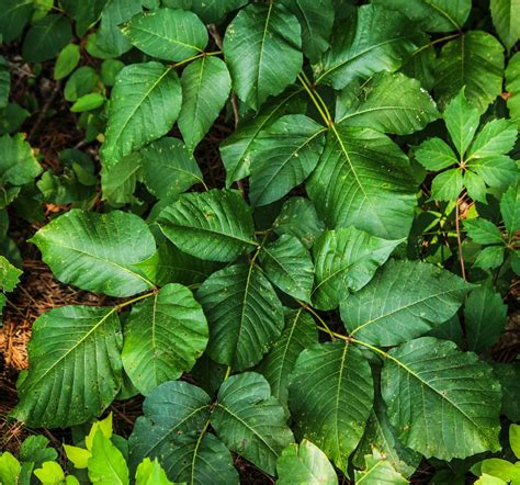 The Worst Poisonous Wild Plants To Avoid When Camping