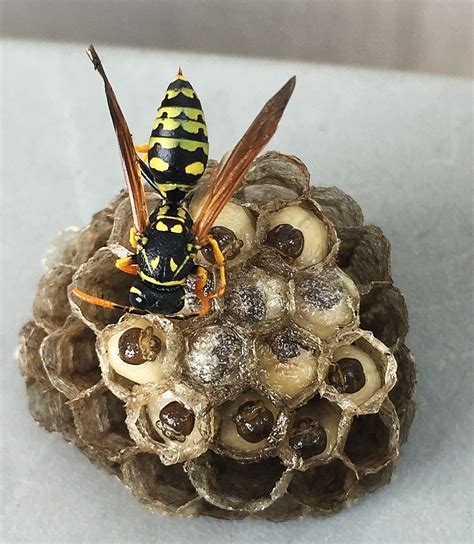 Yellow Jacket Paper Wasp Nest Wasp Nest Mother Nature Yellow Jacket