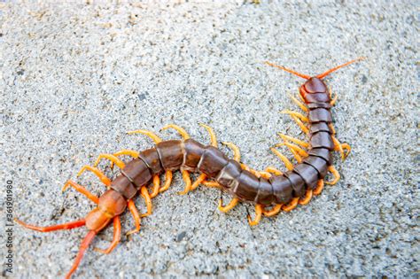 Centipedes Are Poisonous Animals With Many Legs Stock Photo Adobe Stock