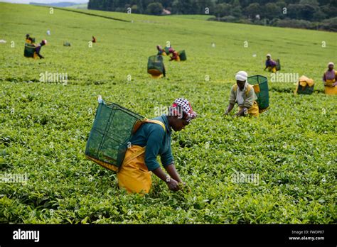 Kenya Kericho Worker Pick Tea Leaves For Lipton Tea Tea Plantation