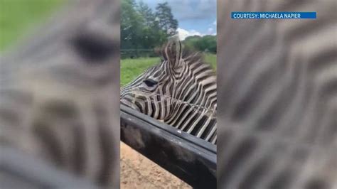 Zebra Bites Woman While She Tries To Take Selfie