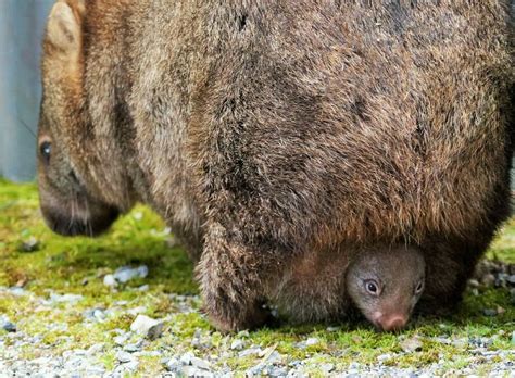 It Took Two Years But Catherine Oceans Wombat Photos Are Worth It