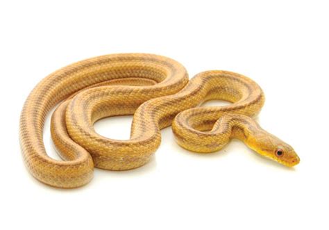 Get the best deal for yellow picture frames from the largest online selection at ebay.com. Yellow Rat Snake for Sale | Reptiles for Sale