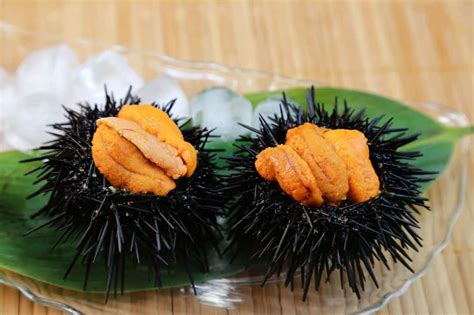 What Does Sea Urchin Uni Taste Like Definitive Guide Medmunch